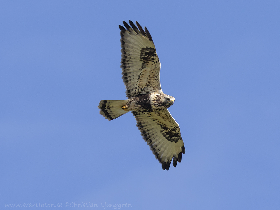 Fjällvråk - Buteo Lagopus - Rough-legged Buzzard - Svartfoton.se 