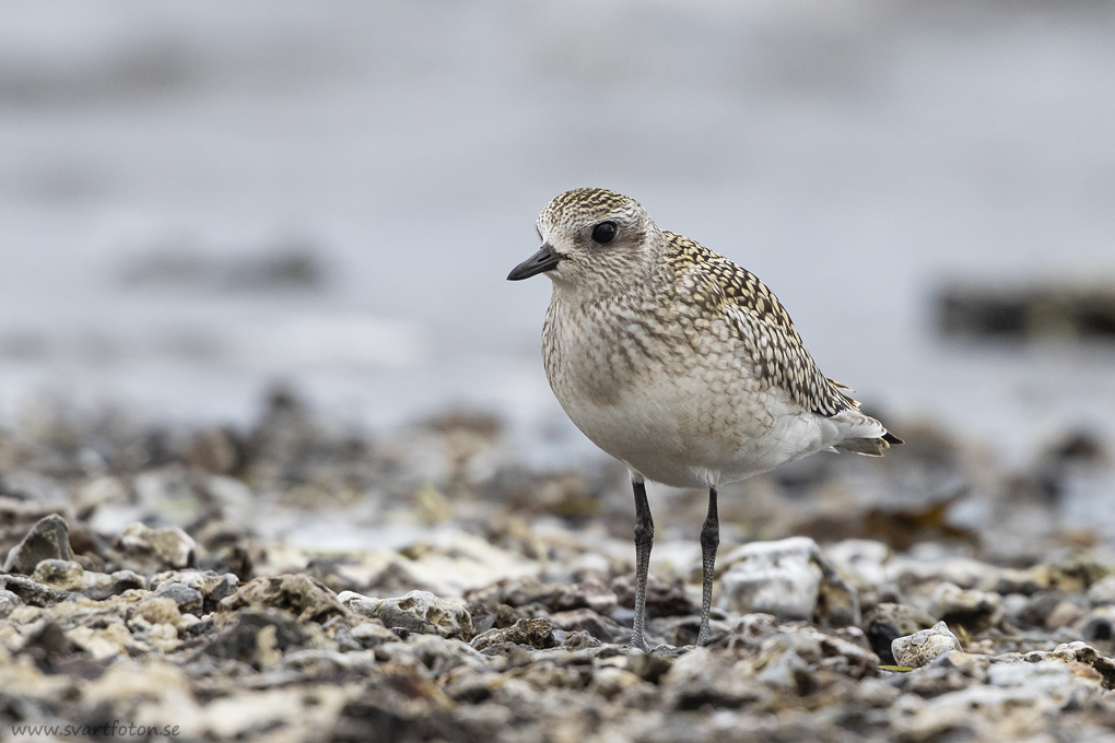 Kustpipare - Pluvialis Squatarola - Black-bellied Plover - Svartfoton 