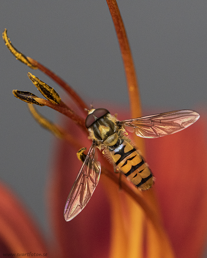 Flyttblomfluga Episyrphus Balteatus Marmalade Hoverfly Svartfoton