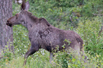 Älg/Alces alces/Elk (Moose)