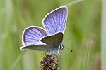 Ängsblåvinge/Polyommatus semiargus/Mazarine Blue