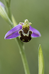 Biblomster/Ophrys apifera/Bee orchid 