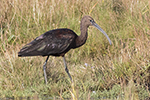 Bronsibis/Plegadis falcinellus/Glossy ibis 