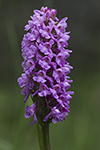 Brudsporre/Gymnadenia conopsea/Fragrant Orchid
