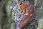 Ekorre/Sciurus vulgaris/Red squirrel