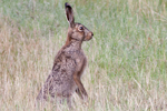 Fälthare/Lepus europaeus/European hare