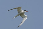 Fisktärna/Common Tern