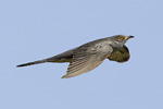 Gök/Cuculus canorus/Common Cuckoo