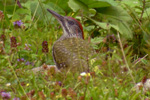 Gröngöling/Picus viridis/Green Woodpecker