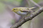 Grönsångare/Phylloscopus sibilatrix/Wood Warbler