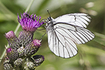 Hagtornsfjäril/Black-veined White