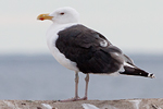 Havstrut/Larus marinus/Great Black-backed Gull