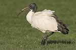 Helig ibis/Threskiornis aethiopicus/African sacred ibis  
