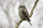Hökuggla/Surnia ulula/Northern Hawk Owl