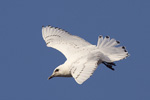 Ismås/Pagophila eburnea/Ivory Gull