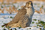 Jaktfalk/Falco rusticolus/Gyr Falcon