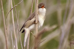 Kärrsångare/Marsh Warbler