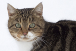 Tamkatt/Felis catus/Domestic cat