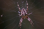 Korsspindel/Araneus diadematus/European garden spider