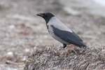 Gråkråka/Corvus corone cornix/Hooded Crow