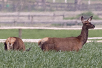 Kronhjort/Cervus elaphus/Red deer