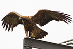 Kungsörn/Aquila chrysaetos/Golden Eagle