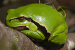 Lövgroda/Hyla arborea/European Tree Frog