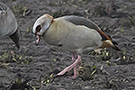 Nilgås/Alopochen aegyptiaca/Egyptian goose
