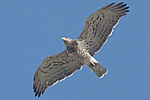 Ormörn/Circaetus gallicus/Short-toed Eagle 