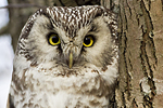 Pärluggla/Aegolius funereus/Boreal Owl