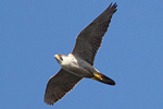Pilgrimsfalk/Falco peregrinus/Peregrine Falcon