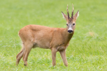 Rådjur/Capreolus capreolus/Roe Deer
