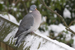 Ringduva/Common Wood-Pigeon
