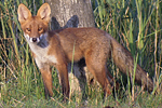 Rödräv/Vulpes vulpes/European red fox