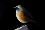 Rödstjärt/Phoenicurus phoenicurus/Common Redstart