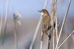 Rörsångare/Eurasian Reed-Warbler
