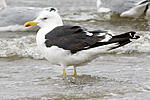 Silltrut/Larus fuscus/Lesser Black-backed Gull