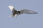 Silvertärna/Arctic Tern
