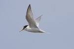 Småtärna/Sterna albifrons/Little Tern