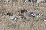 Spetsbergsgås/Anser brachyrhynchus/Pink-footed goose