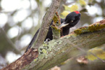Spillkråka/Dryocopus martius/Black Woodpecker