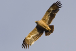 Stäppörn/Aquila nipalensis/Steppe Eagle