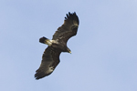 Större skrikörn/Aquila clanga/Greater Spotted Eagle