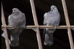 Tamduva/Columba livia (domest.)/Feral Pigeon