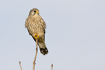 Tornfalk/Falco tinnunculus/Eurasian Kestrel