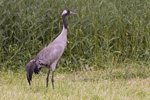 Trana/Grus grus/Common Crane