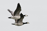 Vitkindad gås/Branta leucopsis/Barnacle Goose