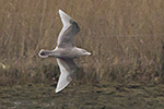 Vittrut/Larus hyperboreus/Glaucous gull