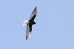 Vitvingad tärna/Chlidonias leucopterus/White-winged Tern