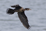 Dvärgskarv/Pygmy cormorant